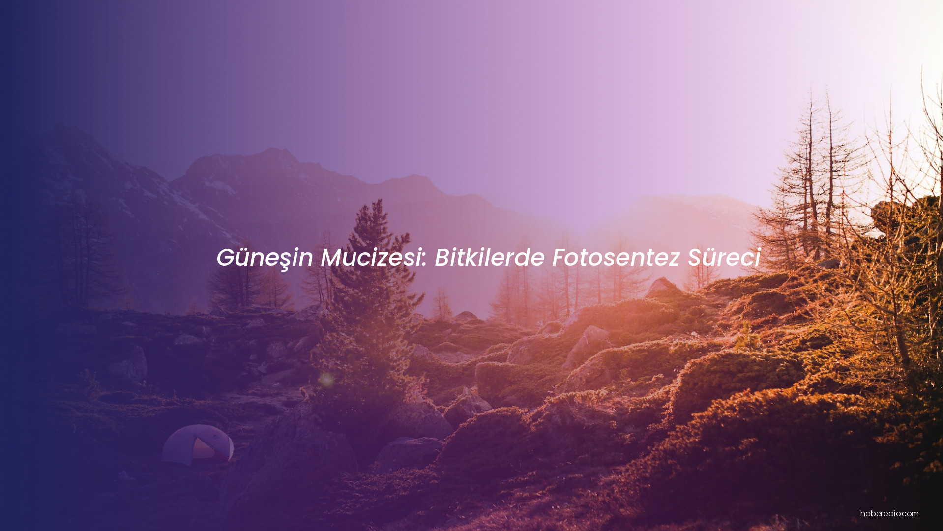 Güneşin Mucizesi: Bitkilerde Fotosentez Süreci Güneşin Mucizesi: Bitkilerde Fotosentez Süreci